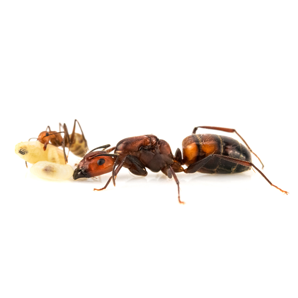 蟻の仲間 Camponotus nicobarensis - ANTCUBE