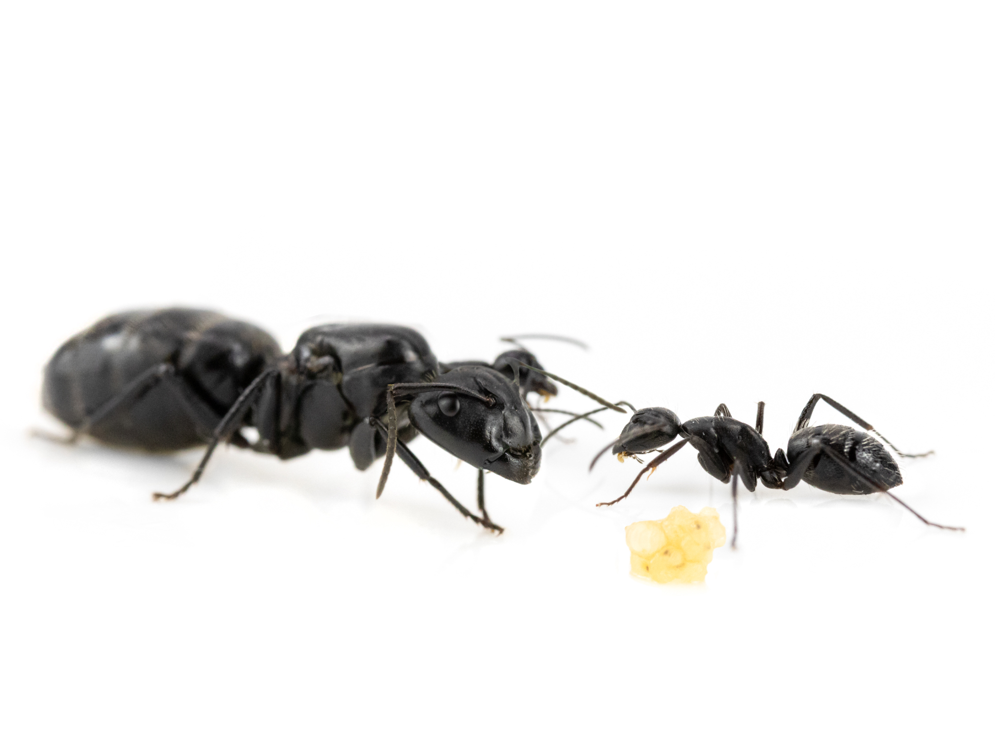 蟻の仲間 Camponotus vagus - ANTCUBE
