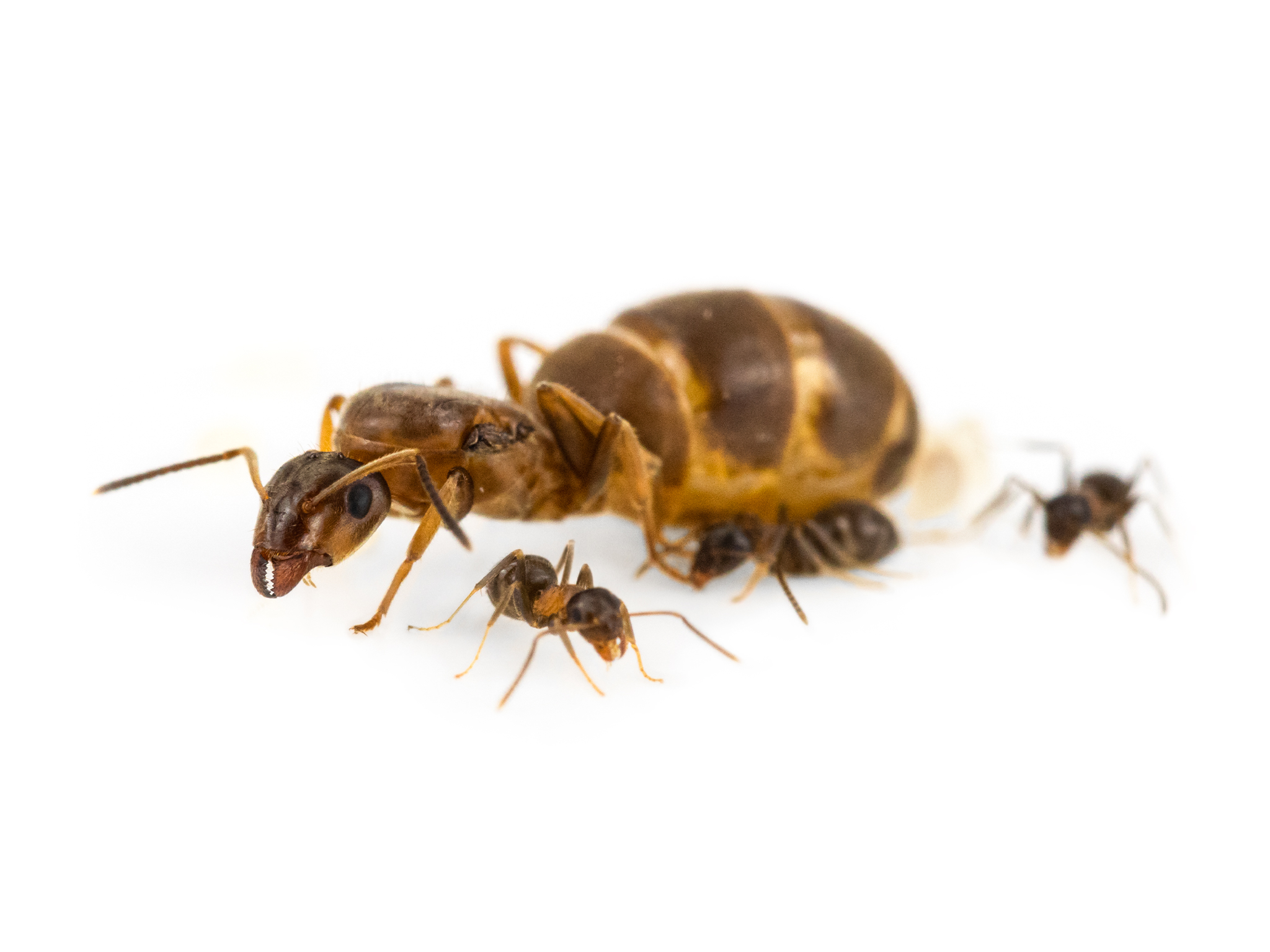 Lasius brunneus hangyakirálynő dolgozókkal makró fehér háttéren ANTSTORE ANTCUBE