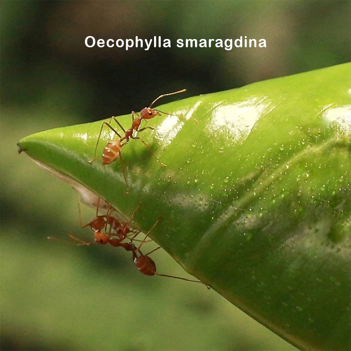 Oecophylla smaragdina strādnieces skudras uz ligzdas lapas
