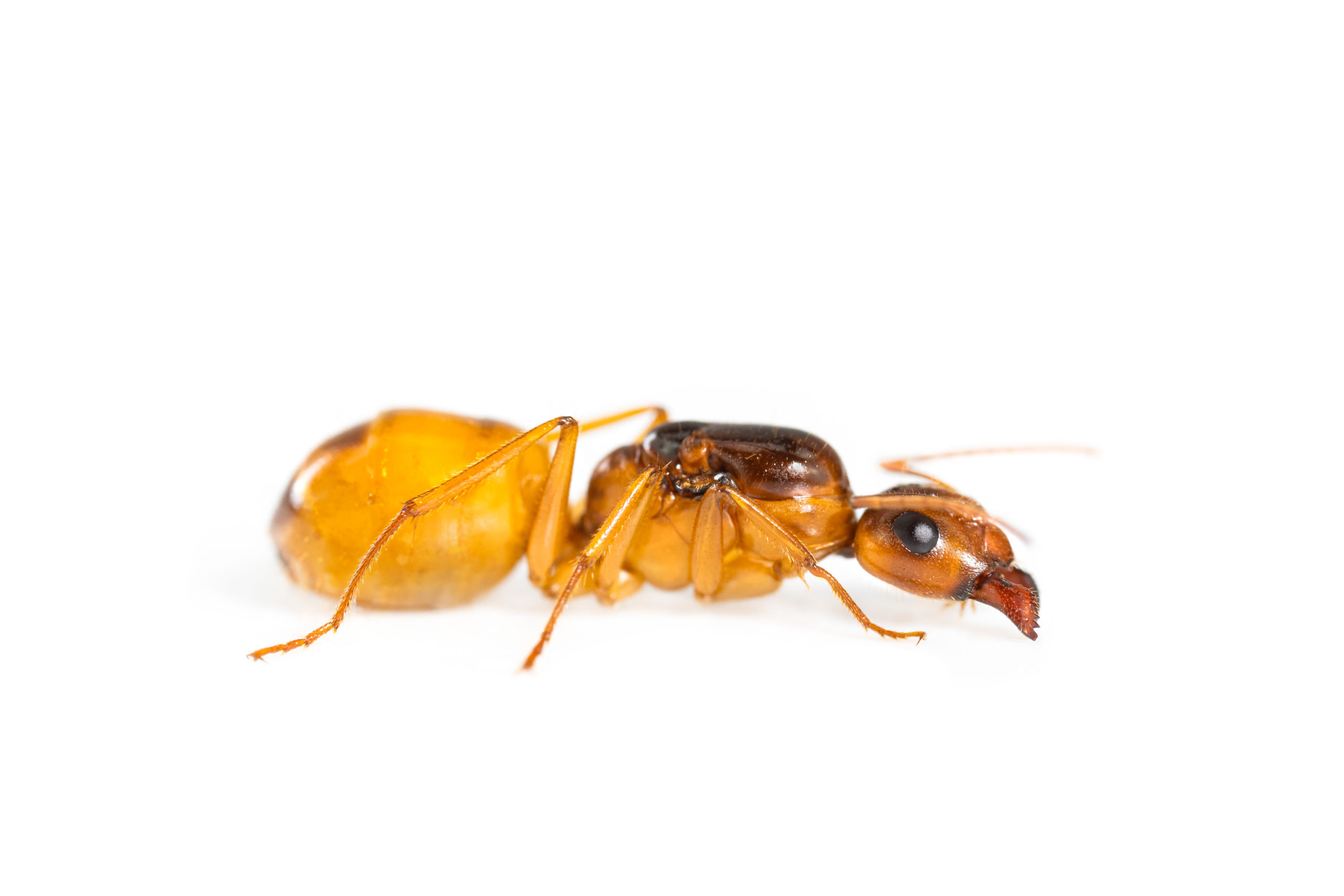 蟻の仲間 Camponotus fedtschenkoi - ANTCUBE