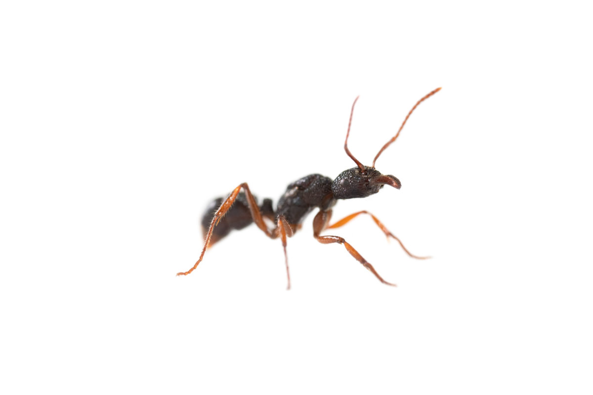 Rhytidoponera aspersa dronning maur makro