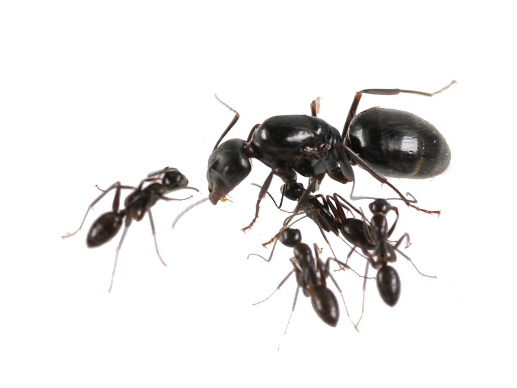 蟻の仲間 Camponotus aethiops - ANTCUBE
