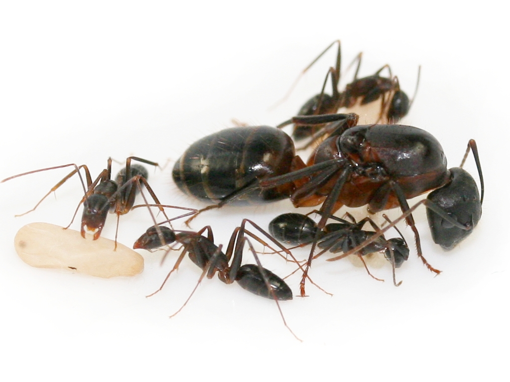 蚂蚁种类Camponotus barbaricus - ANTCUBE