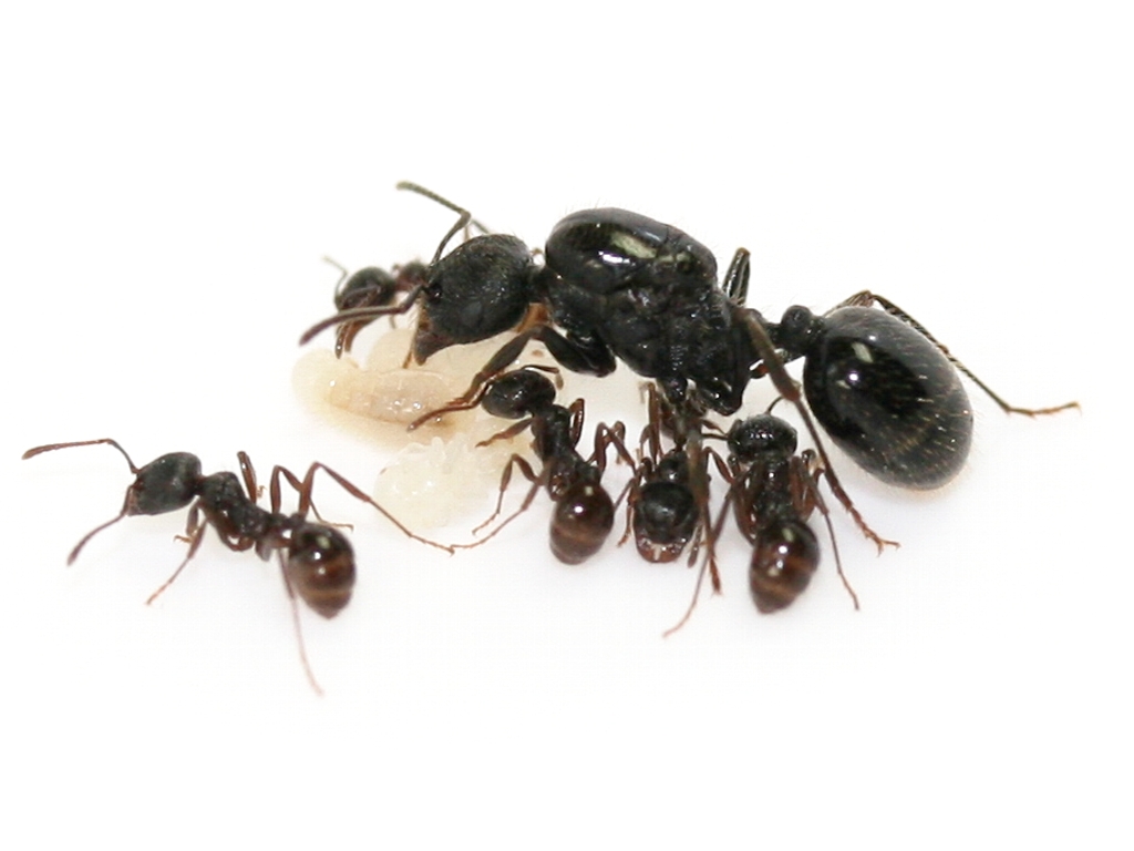 リネン　ポジャギ　工房蟻 蟻の仲間 Messor aciculatus - ANTCUBE