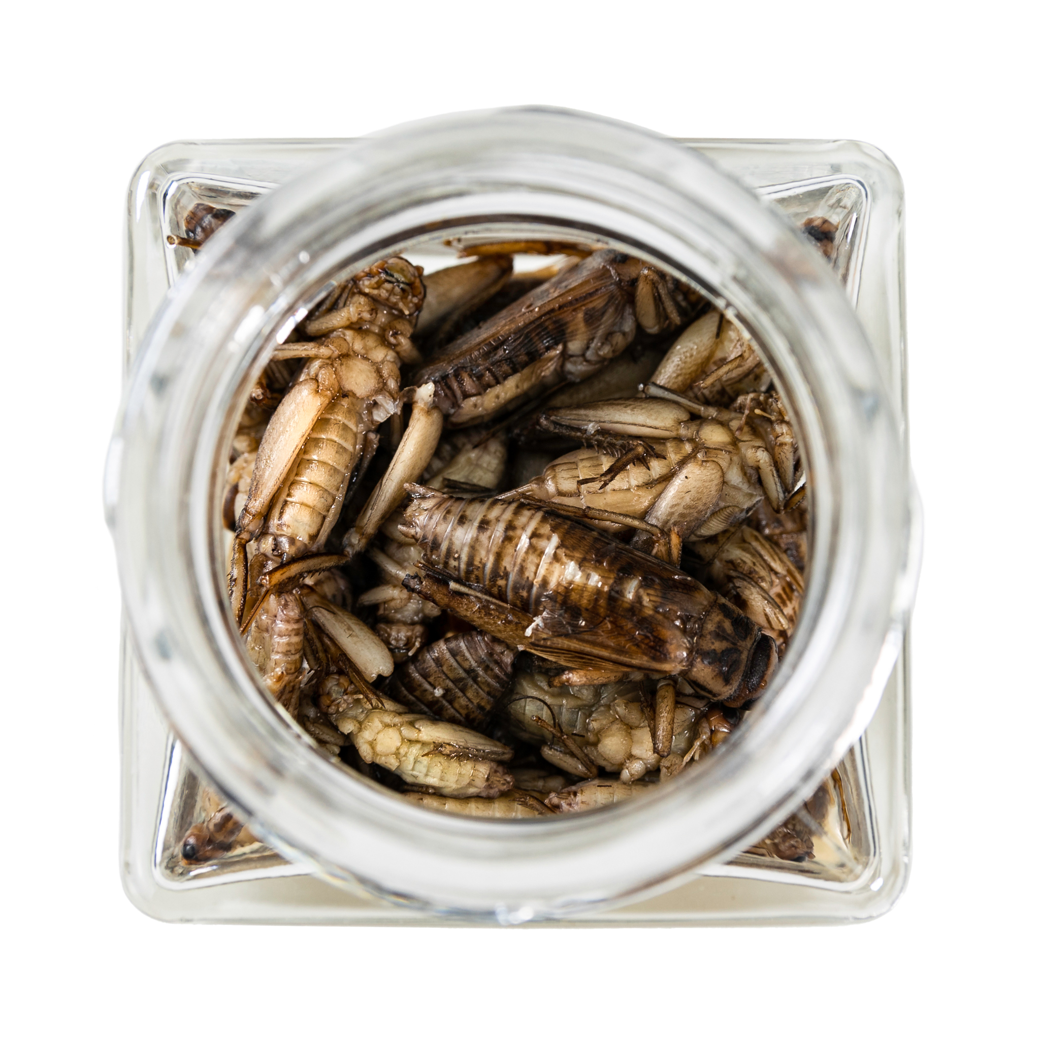 Blanched Crickets protein feed for ants, isopods, reptiles, fish, birds or rodents
