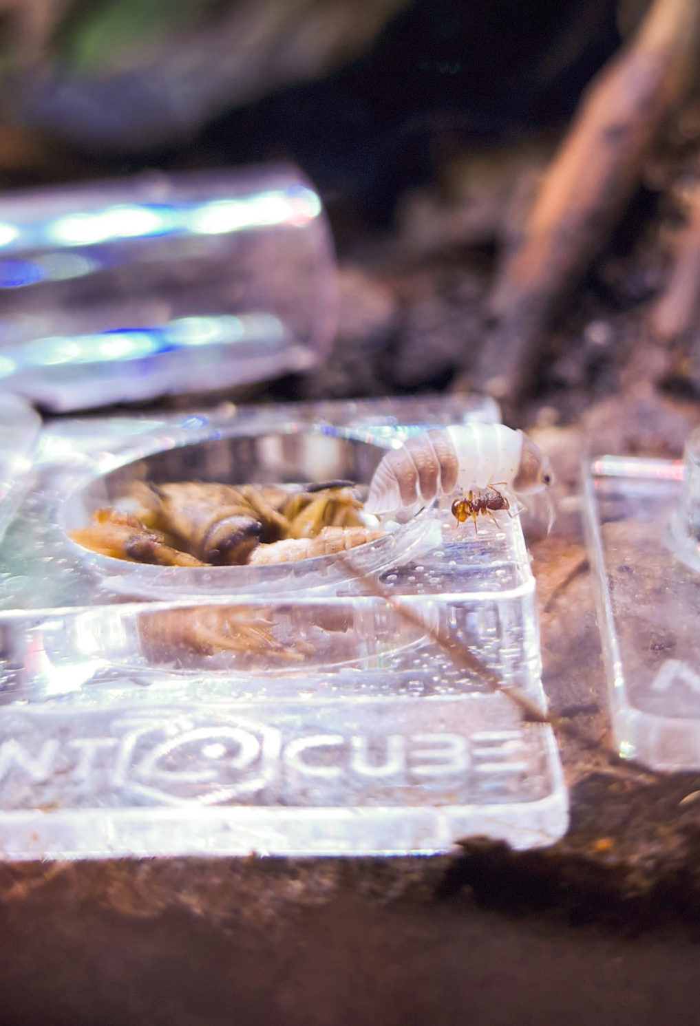 Isopod or ant food blanched crickets fresh protein mite free high nutrition feed also for birds, fish or other reptiles and insects, isopods or shrimp ANTSTORE ANTCUBE