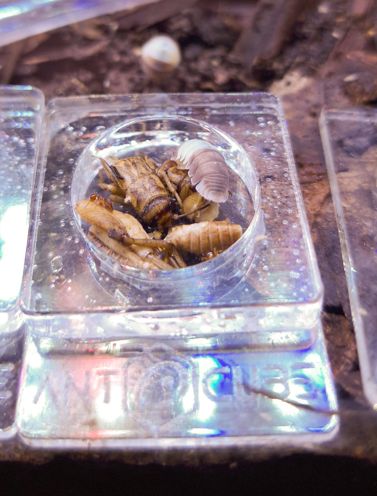 Isopod food blanched crickets protein food mite free high nutrition fresh protein ANTSTORE ANTCUBE