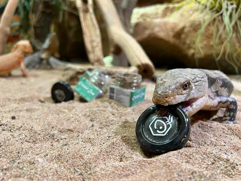 Cricket Jam with blue-tongued skink reptile food mite free high nutrition