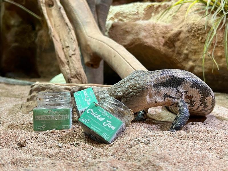 Cricket Jam with blue-tongued skink reptile food mite free high nutrition also for birds, fish or other reptiles and insects