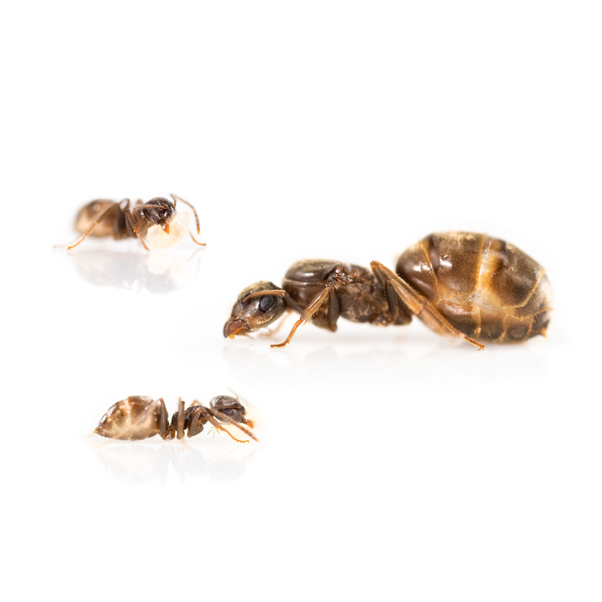 Especie de hormiga Atta mexicana - ANTCUBE Hormiga cortadora de hojas