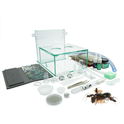 antfarm formicariumスターターセットとCamponotus barbaricusアリコロニーとのバンドル ANTCUBE ANTSTORE