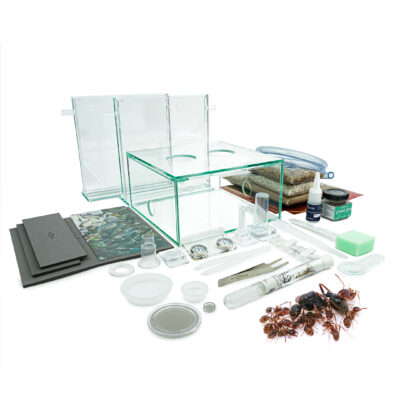Bundle with antfarm formicarium starter set and Messor structor ant colony ANTCUBE ANTSTORE