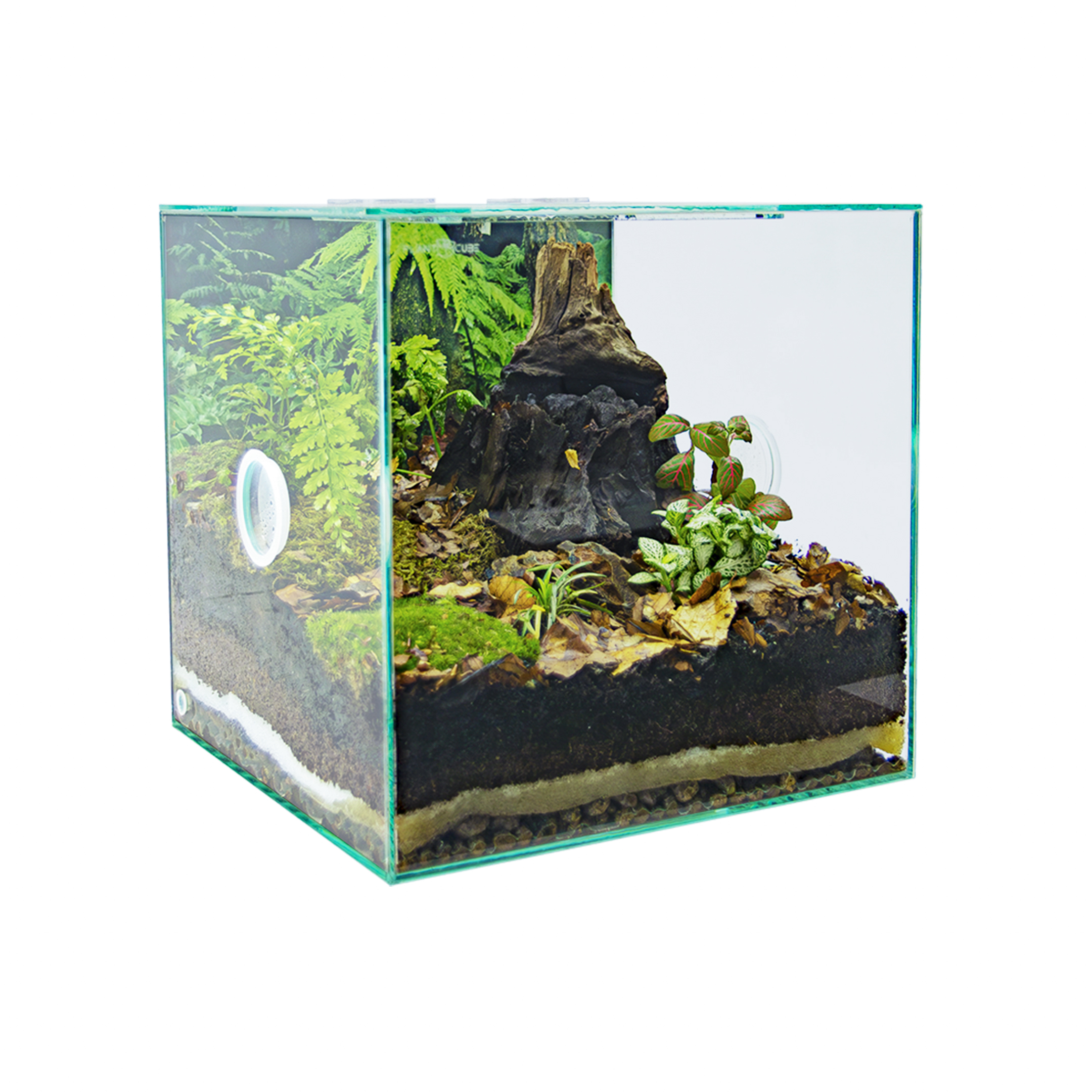 PLANTCUBE - ビバリウム 30x30x30 バイオ絨毛 - ANTCUBE